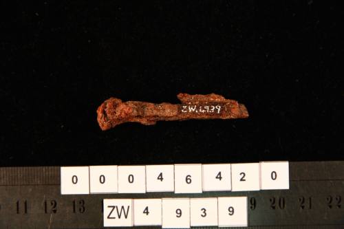 Nail excavated from the wreck site of ZEEWIJK