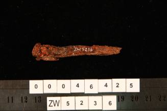 Nail excavated from the wreck site of ZEEWIJK