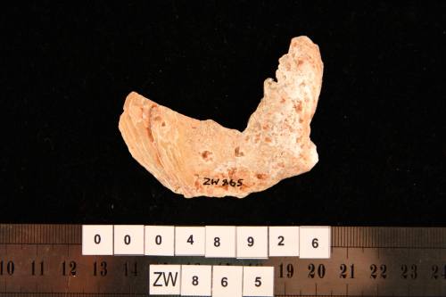 Shell fragment, excavated from the wreck site of ZEEWIJK