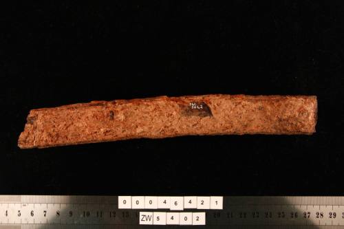 Barrel hoop fragment excavated from the wreck of the ZEEWIJK