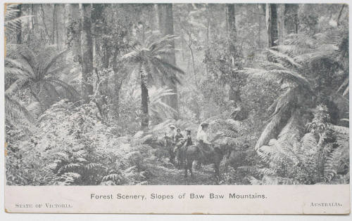 Forest Scenery, Slops of Baw Baw Mountains