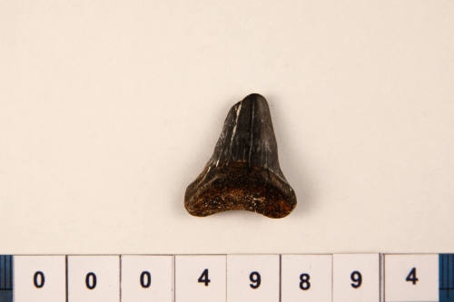 Bag of 1 fossilised shark tooth