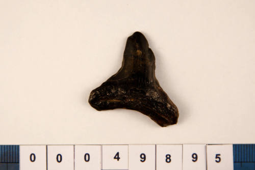 Bag of 1 fossilised shark tooth