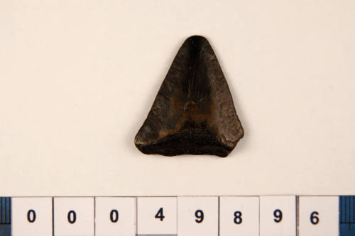 Bag of 1 fossilised shark tooth