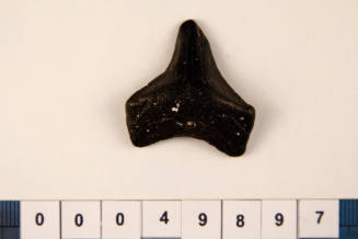 Bag of 1 fossilised shark tooth