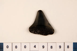 Bag of 1 fossilised shark tooth