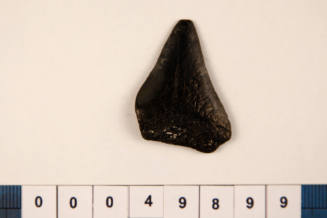 Bag of 1 fossilised shark tooth