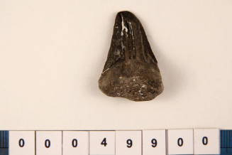 Bag of 1 fossilised shark tooth