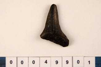 Bag of 1 fossilised shark teeth