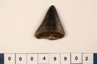 Bag of 1 fossilised shark tooth