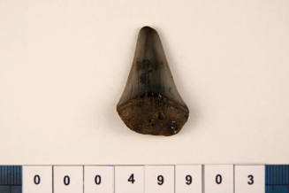 Bag of 1 fossilised shark tooth