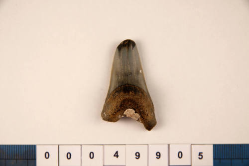 Bag of 1 fossilised shark tooth