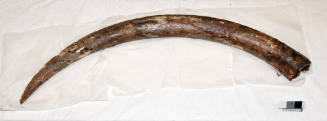 Elephant tusk from the wreck site of the VERGULDE DRAECK