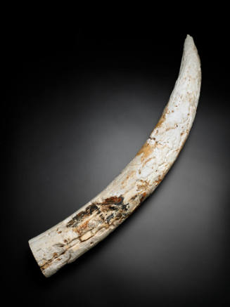 Elephant tusk, excavated from the wreck site of the VERGULDE DRAECK