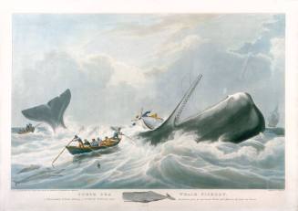 South Sea Whale Fishery - A representation of boats attacking a sperm whale from descriptions given by an experienced master and officers in the South Sea Fishery