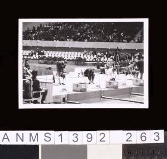 Male swimmers behind the pool's blocks at the 1964 Tokyo Olympic Games