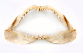 Mako shark jaw