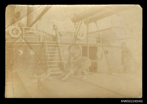 Confrontation of a cat and a dog on a hatch