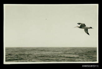 Albatross taken from the SS PROTEA, November-December 1948