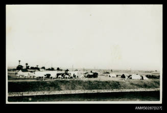 Suez Canal, November 1948, SS PROTEA