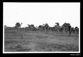 Herd of camels in desert