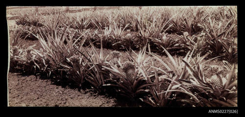 Pineapples at Mudgee