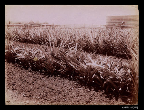 Pineapples at Mudgee