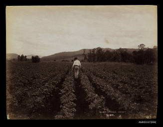 Hilling potatoes, Laidley