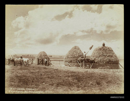 Stacking wheat, Warwick