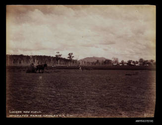 Lucerne hay field, McGrath's farm, Laidley Creek