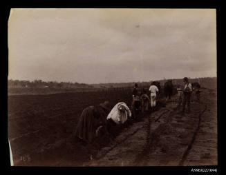 Planting cane, Bingera