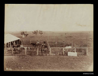 Cattle station at Gindie, Queensland