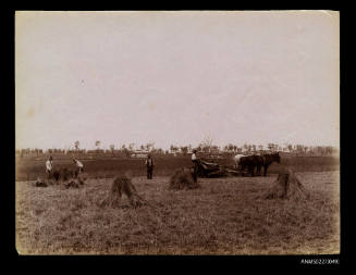 Harvesting wheat at Queensland Agricultural College