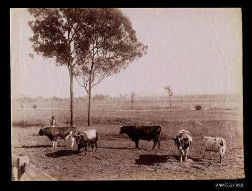 Stock bulls at Queensland Agricultural College