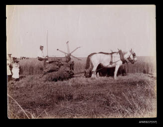 Harvesting wheat, Darling Downs