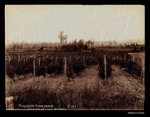 Pullen's vineyard at Enoggera