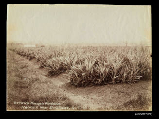 Attow's pineapple plantation, Nudgee