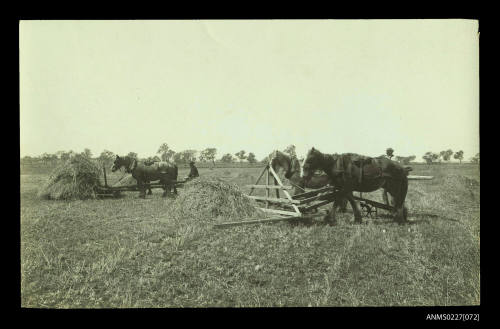 Californian hay rakes, Darling Downs