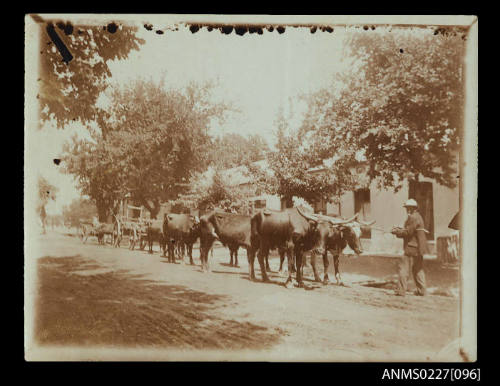 Oxen and cart, South Africa