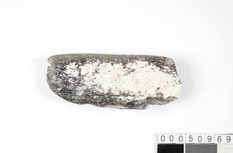 Piece of fossilised Whalebone