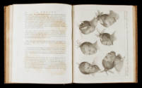 Page 116, with Plate XXIII opposite titled 'The Heads of Six Men, Natives of New Zealand, ornam…